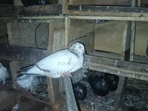 Timing Pigeons