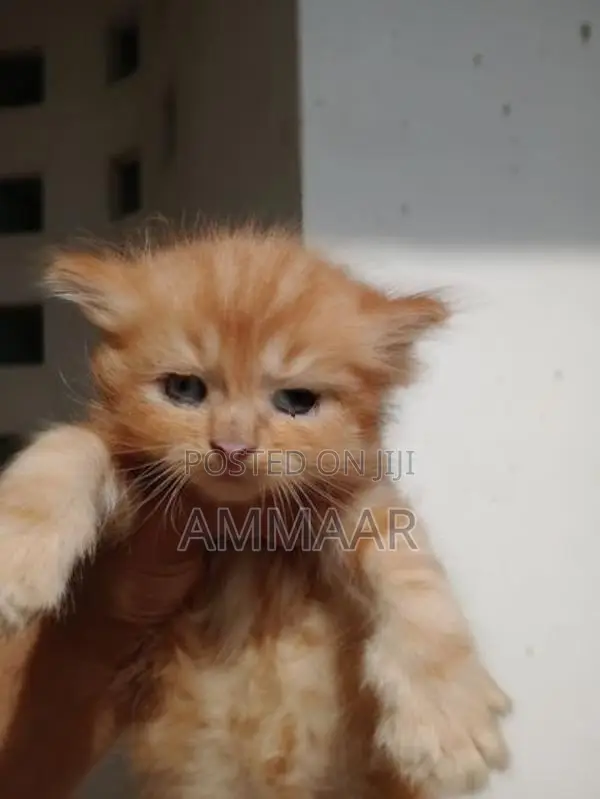 Persian Kittens