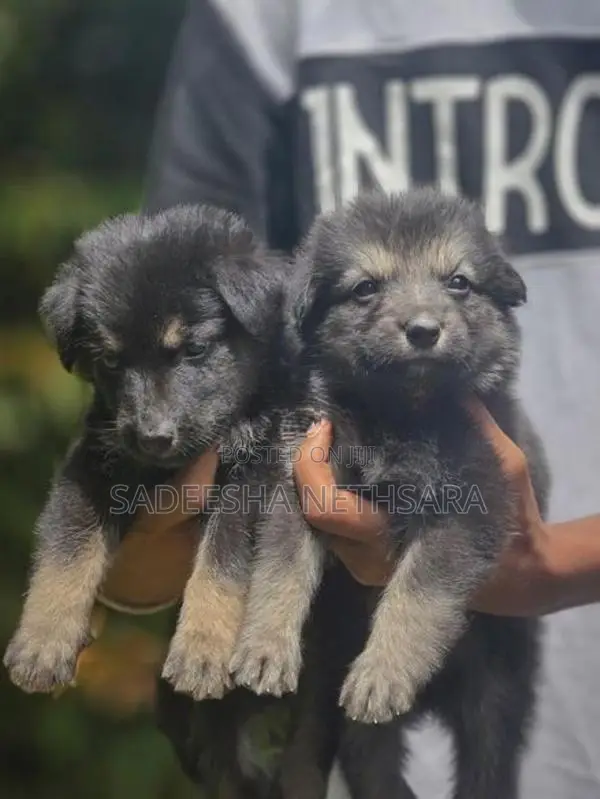 German Shepherd Puppies