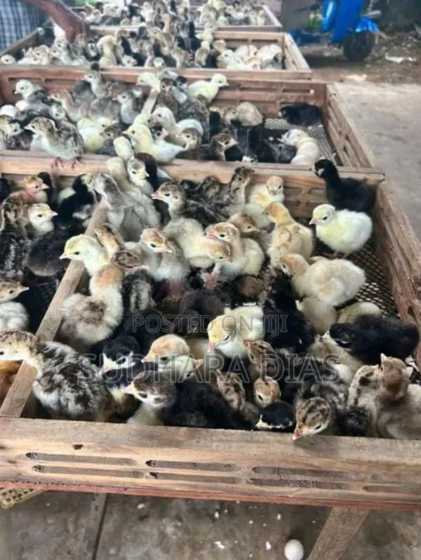 Day Old Turky Chicks