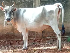 Milk Cow