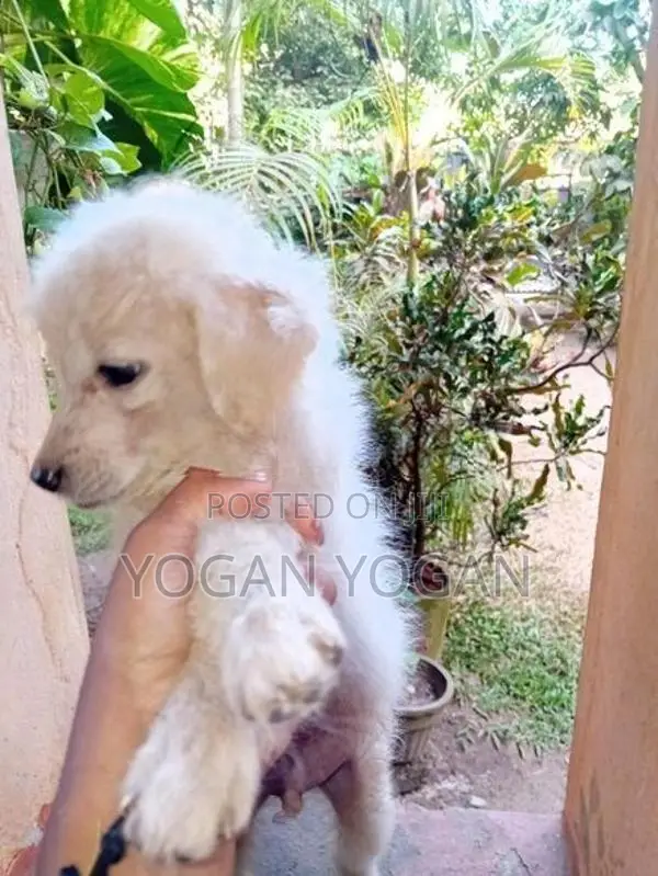 Pomeranian Dog