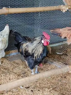 කුකුළු