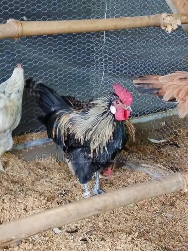 කුකුළු