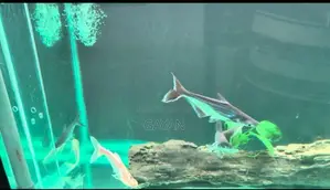 Catfish