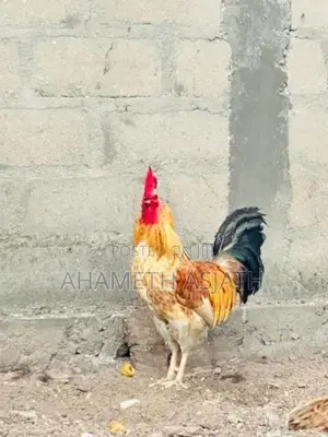 Aseel Rooster