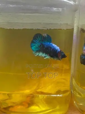 New plakat betta fish