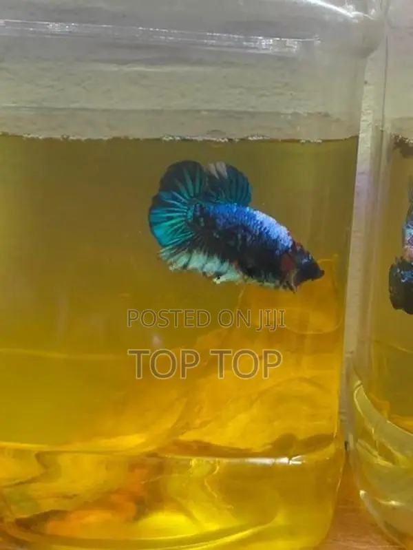 New plakat betta fish