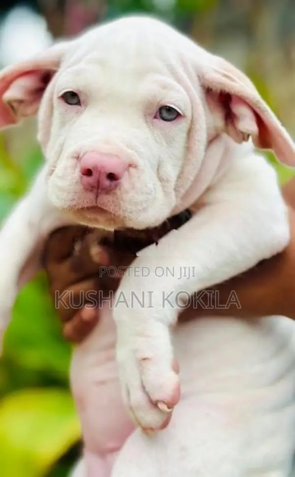 American Bully XL Puppies