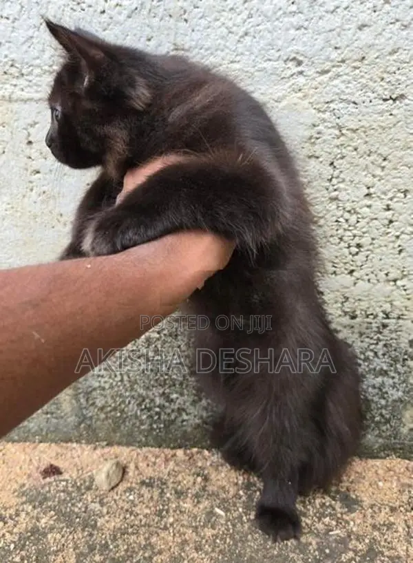 persian kitten