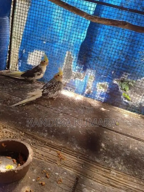 Cockatiel Bird