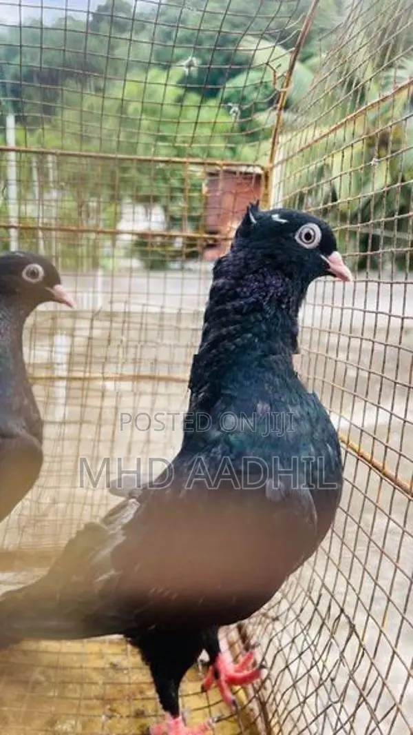 Nuns Pigeon