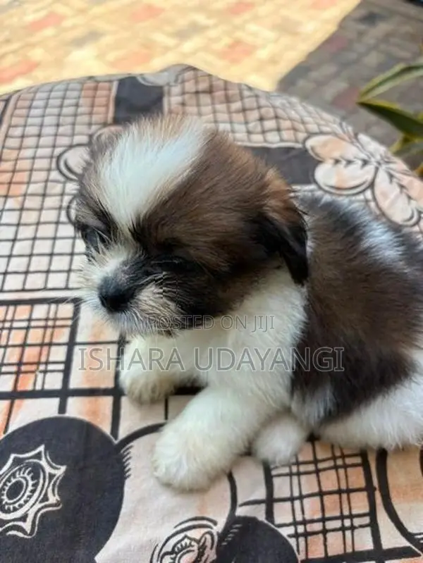 Shih Tzu Puppy