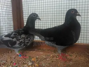 Pigeons