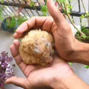 Hamsters