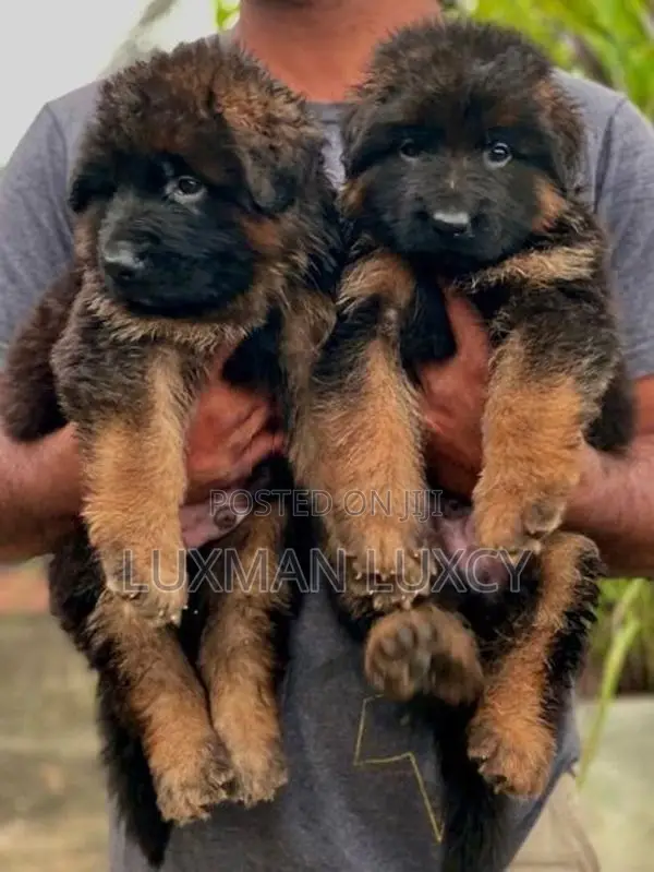 German Shepherd Puppies