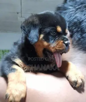 Rottweiler Puppies