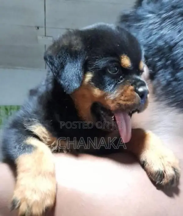 Rottweiler Puppies