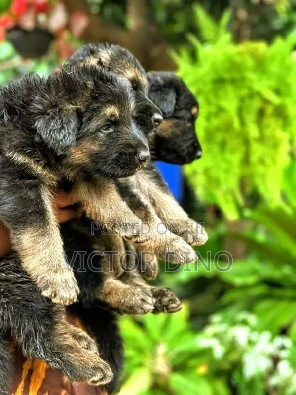 German Shapherd Long Coat Puppies