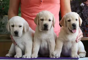 Labrador puppies (Big born-Big head)KASL FCI