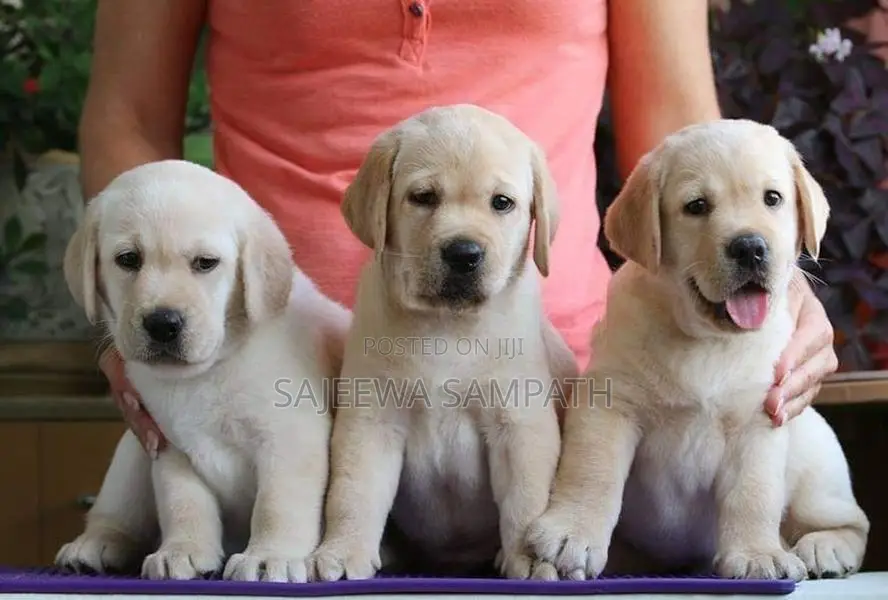 Labrador puppies (Big born-Big head)KASL FCI