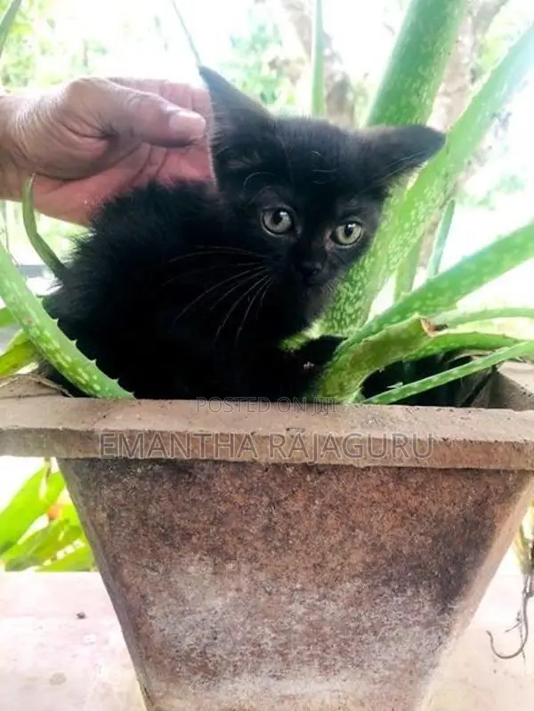 Persian Mix Kittens