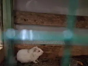Guinea Pigs