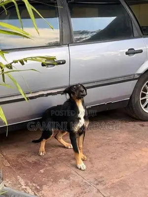 Great Dane - German Shepherd Cross Female Puppy