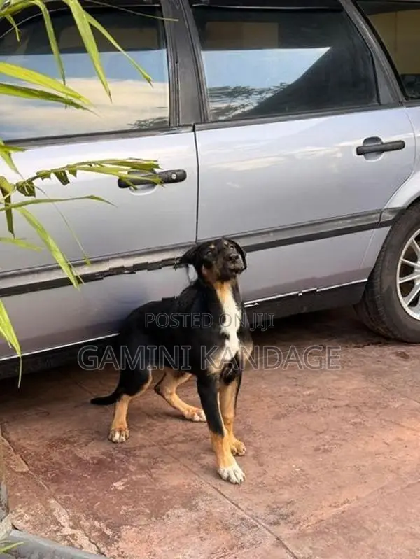 Great Dane - German Shepherd Cross Female Puppy