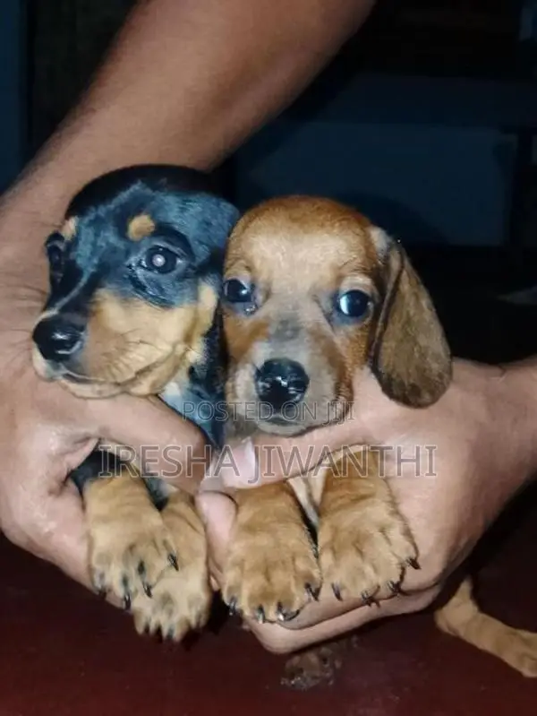 Dachshund Puppies