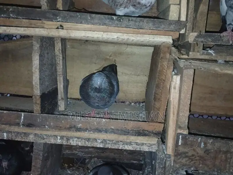Timing Pigeons