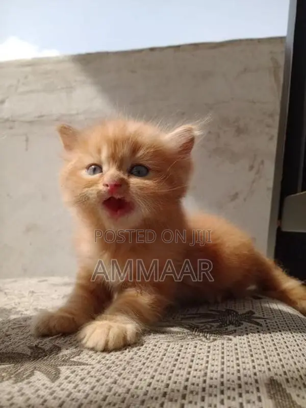 Persian Kittens