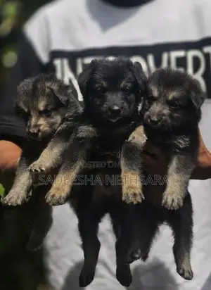 German Shepherd Puppies