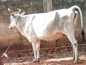 Milk Cow