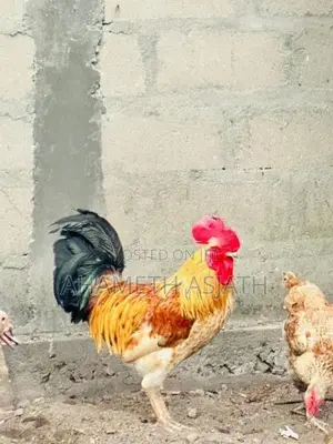 Aseel Rooster