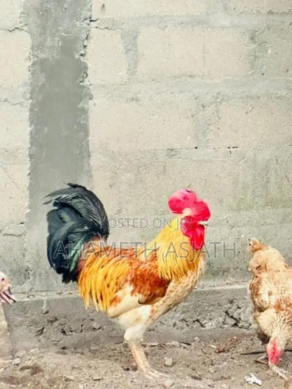 Aseel Rooster