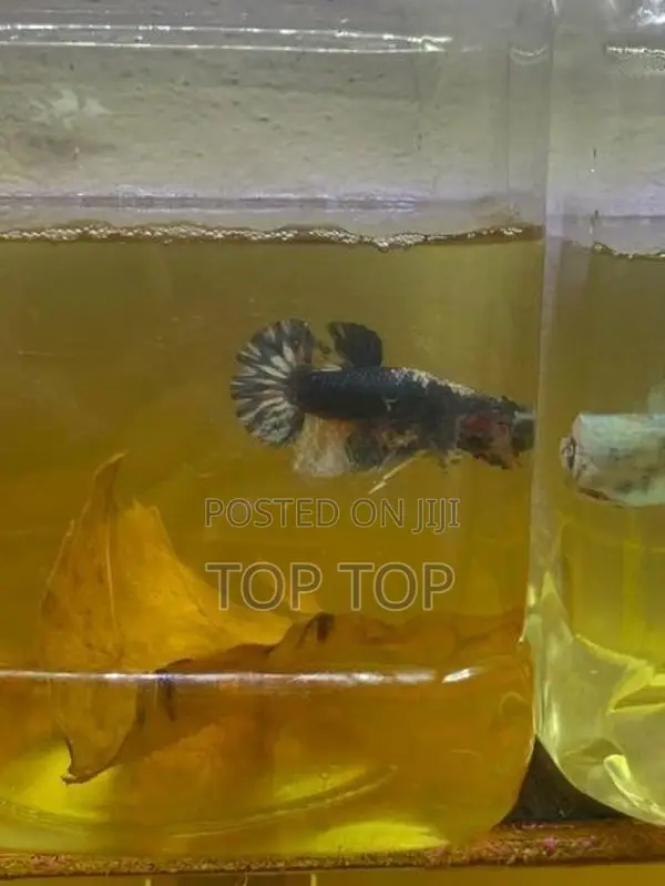 New plakat betta fish
