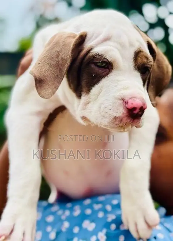 American Bully XL Puppies