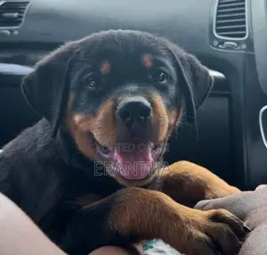 Rottweiler Male Puppy