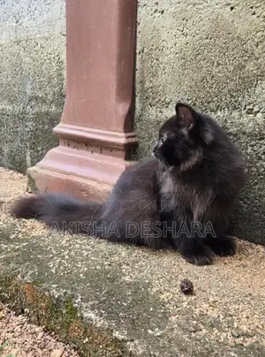 persian kitten