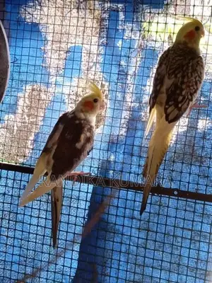 Cockatiel Bird
