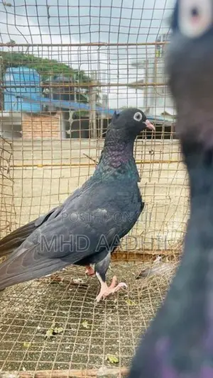 Nuns Pigeon