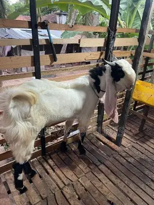 ஜமுனா பாரி கிடா