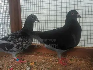 Pigeons