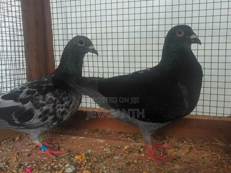 Pigeons