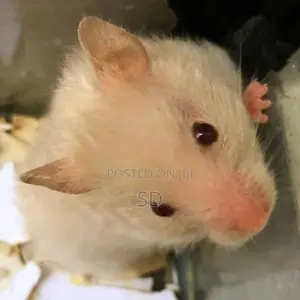 Hamsters
