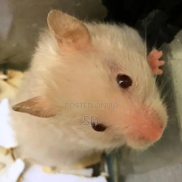Hamsters
