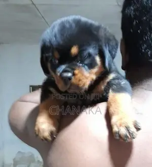 Rottweiler Puppies