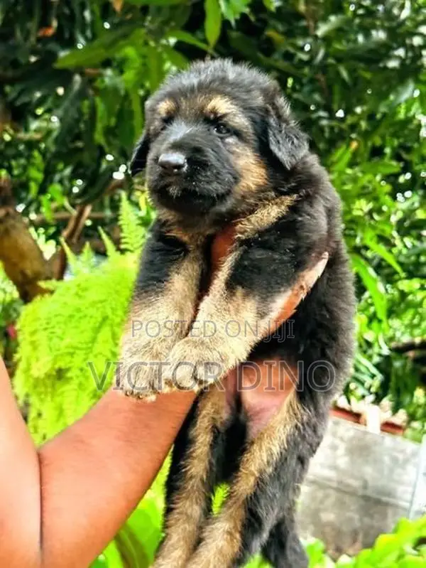 German Shapherd Long Coat Puppies