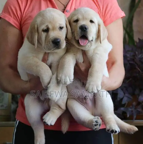Labrador puppies (Big born-Big head)KASL FCI